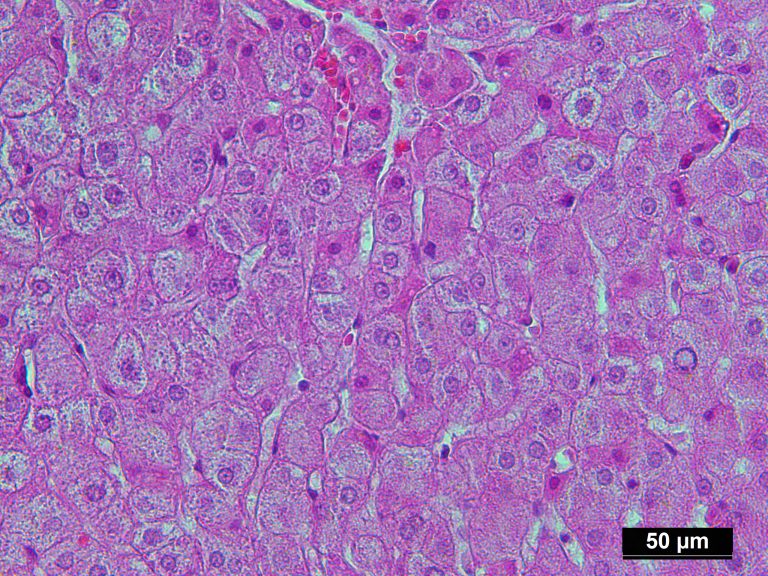 Human Breast Tissue Normal FFPE Sections