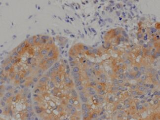 VitroView™ LSAB IHC-DAB Kit (Goat IgG) (100 slides)
