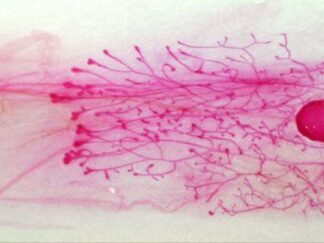 Mammary Gland Whole Mount Stain
