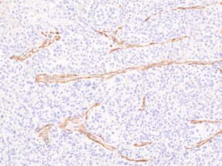 VitroView™ LSAB IHC Kit (Rat IgG) (150 slides)