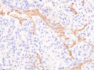 VitroView™ LSAB IHC-DAB Kit (Rat IgG) (150 slides)