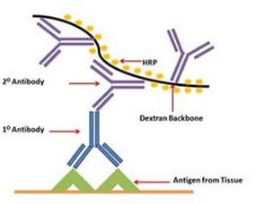 Polymer Horseradish Peroxidase (HRP)-Conjugated Secondary Antibodies