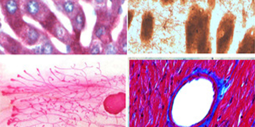 Images of Special Staining