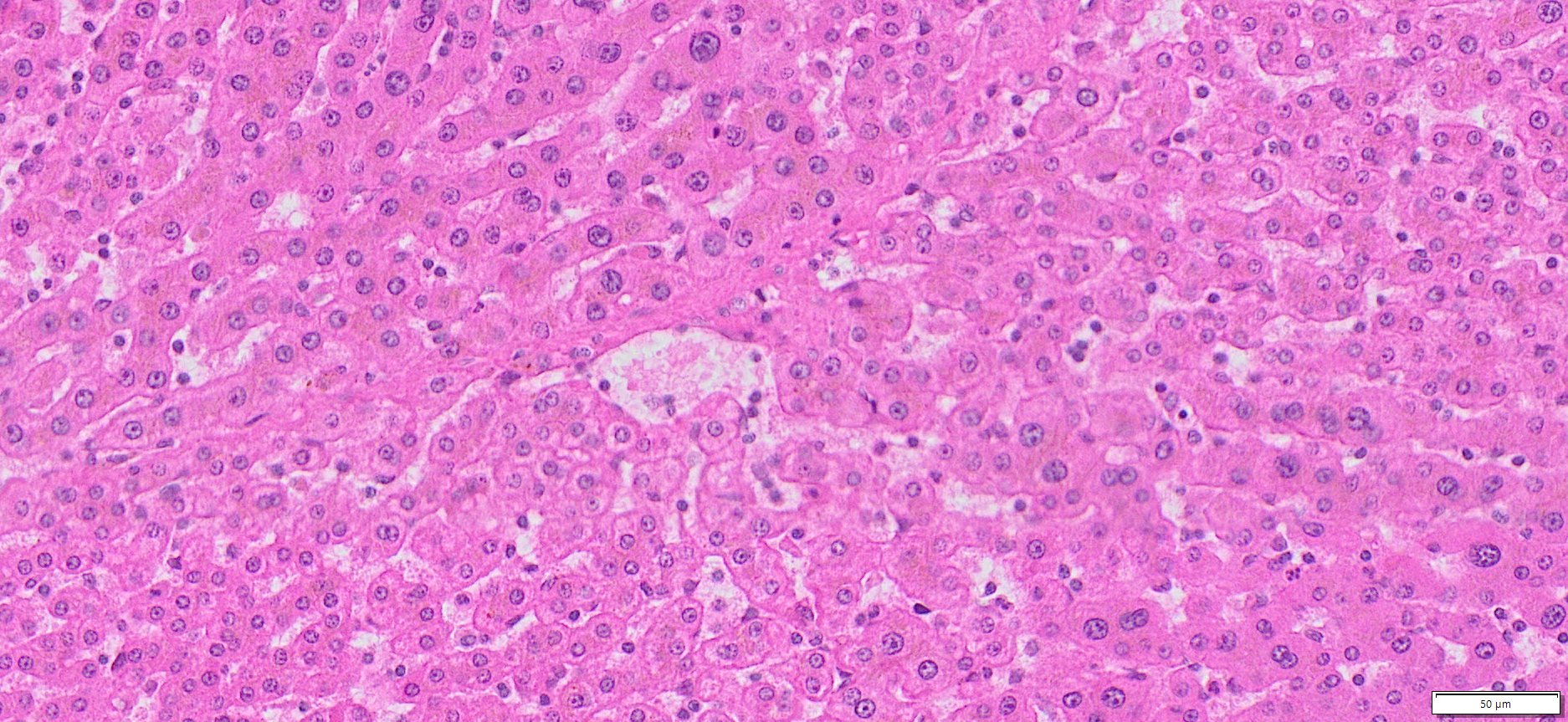 HuPS-08002A Human Liver (normal ) Tissue, H&E, 20x