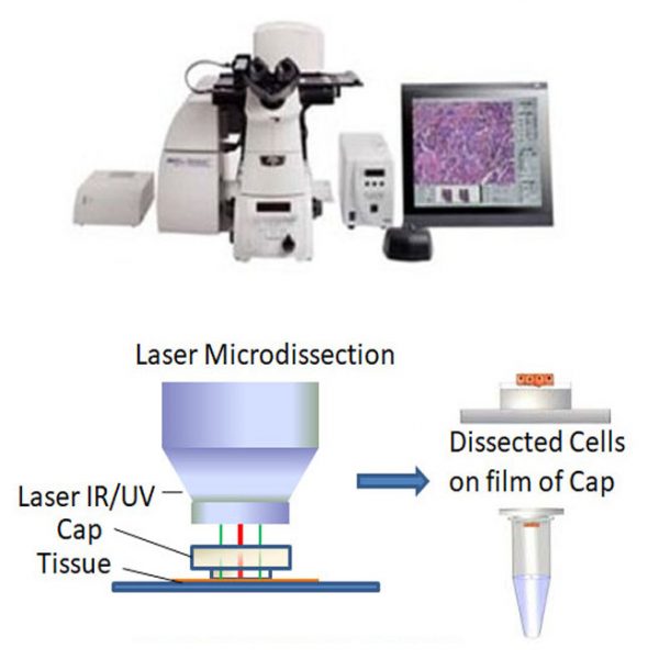 Customized Biospecimen Collection for Biomedical Research VitroVivo