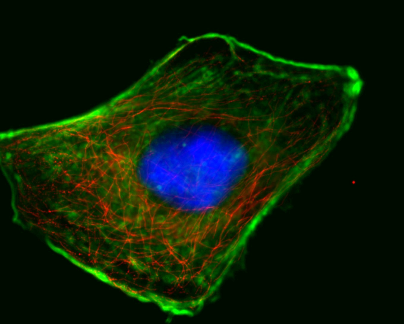 Цитоскелет. Актиновый цитоскелет. Цитоскелет клетки. Цитоскелет флуоресценция. Эвглена цитоскелет.