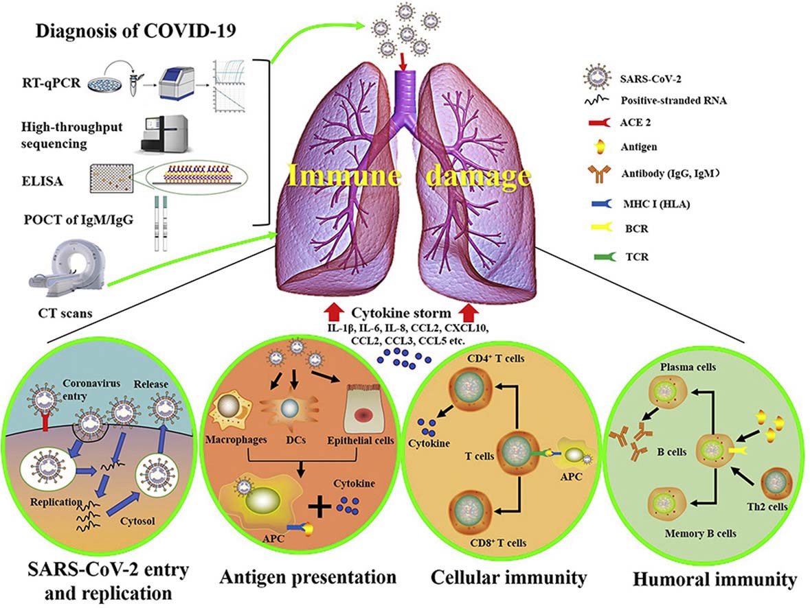 Инфекция covid 19. SARS-cov-2 этиология. Cytokine Storm. Патогенез SARS-cov-2. SARS-cov-2 и Covid-19.