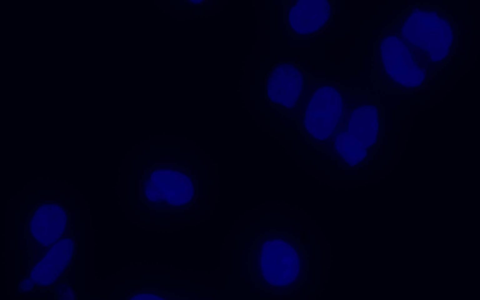 VitroView™ RTU Hoechst 33342 Nuclear Stain Solution