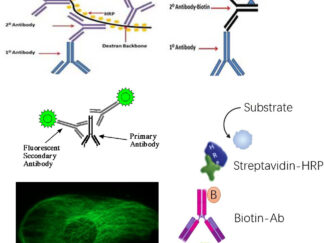 Polymer HRP-Conjugated, Biotinylated, and Fluorescently Labeled Secondary Antibodies, Streptavidin, and Nucleotides