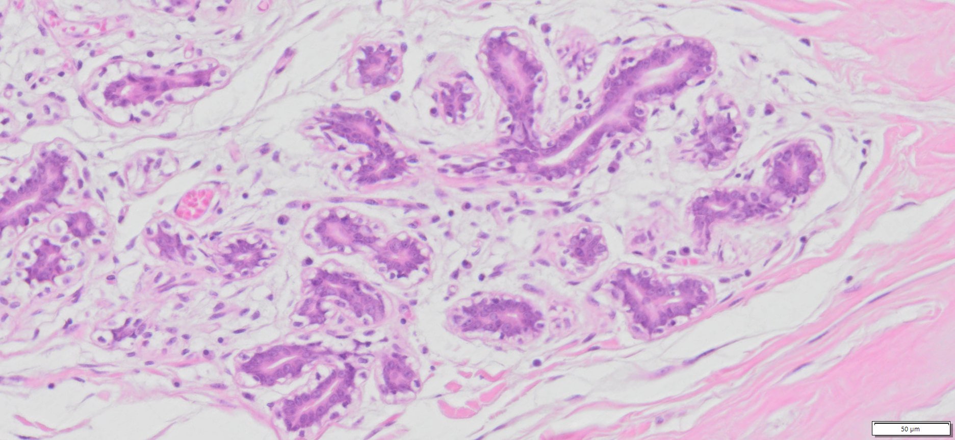 HuPS-02006A Human Breast (Normal), H&E, 20x