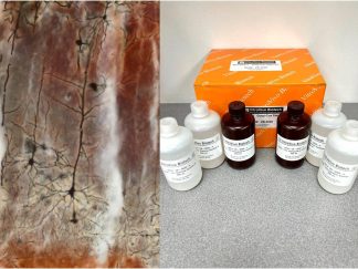 VitroView™ Golgi-Cox Stain Kit