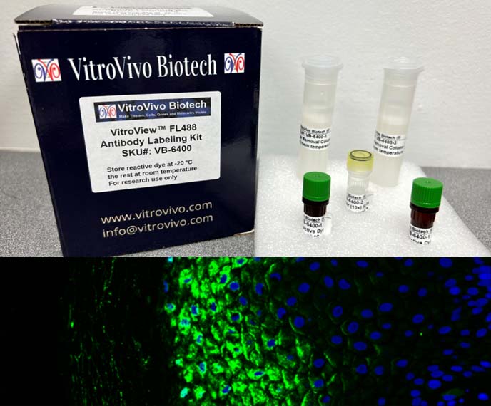VitroView™ FL488 Antibody Labeling Kit (Green, for 2×100 μg antibody)