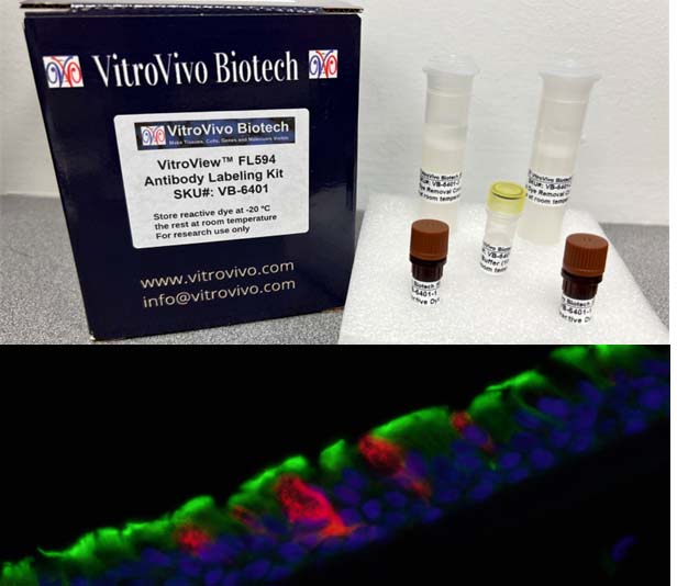 VitroView™ FL594 Antibody Labeling Kit (Red, for 2×100 μg antibody)