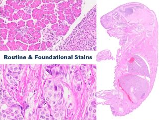 Routine & Foundational Stains
