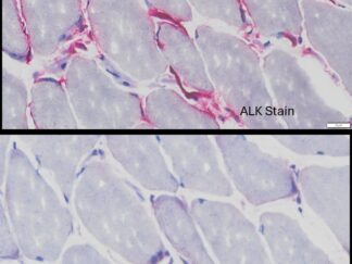 VitroView™ Endogenous Alkaline Phosphatase (ALP) Histochemical Stain Kit (50-100 Slides)
