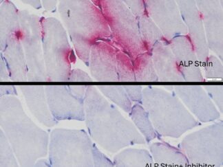 VitroView™ Endogenous Alkaline Phosphatase (ALP) Histochemical Stain Kit (50-100 Slides)