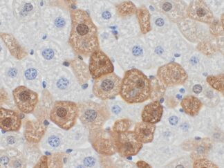 VitroView™ In Situ GFP Detection IHC/DAB Kit