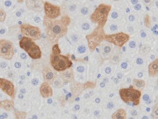 VitroView™ In Situ GFP Detection IHC Kit