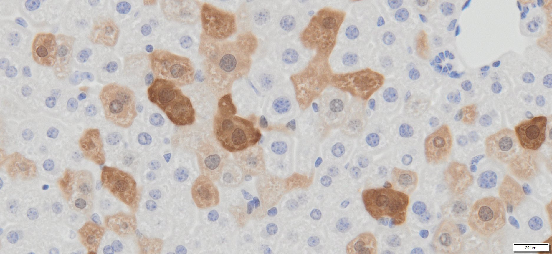 VitroView™ In Situ GFP Detection IHC Kit