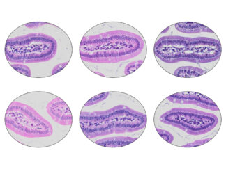 Routine & Foundational Hematoxylin & Eosin (H&E) Staining Solutions & Kits