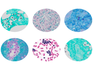 Stain Kits for Pathogen Identification