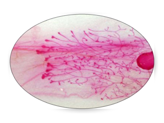 Mammary Gland Whole Mount Stain Kit