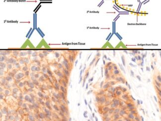 Immunohistochemical Detection Kits